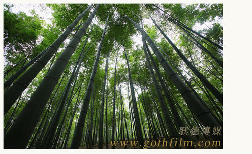 波莫纳学院 Diploma in Environmental Science